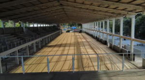 Bebê de 3 meses é pisoteado por boi no Paraná item-thumbnail