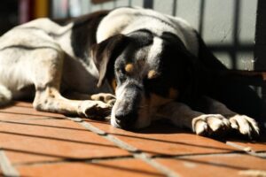 Vereadora quer criar em Curitiba o Dia do Cão Idoso item-thumbnail