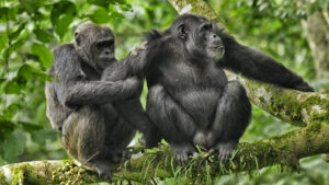 Os humanos são muito menos propensos a trapacear do que os chimpanzés, já que as ‘tabelas de classificação da monogamia’ revelam os animais MAIS promíscuos item-thumbnail